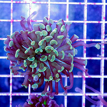 USA Cultured Ultra Hammer Coral