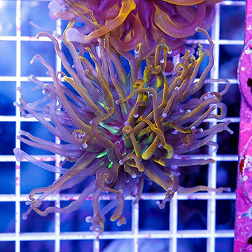 USA Cultured Torch Coral