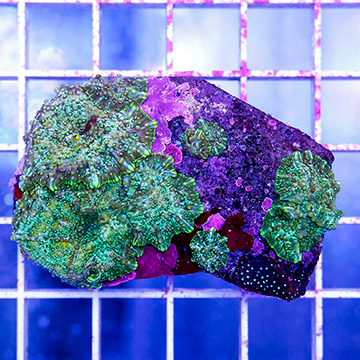 Actinodiscus Mushroom Coral Indonesia