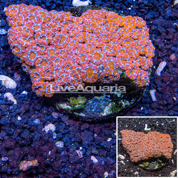 Acan Lord Coral Indonesia 