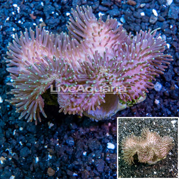 Toadstool Leather Coral Indonesia