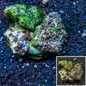 Zoanthus Coral Indonesia