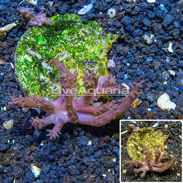 Tree Coral Indonesia