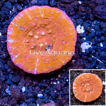 Scolymia Coral Australia