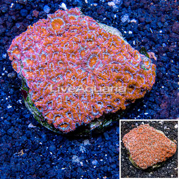 Acan Lord Coral Indonesia