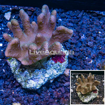 Devil's Hand Leather Coral Indonesia