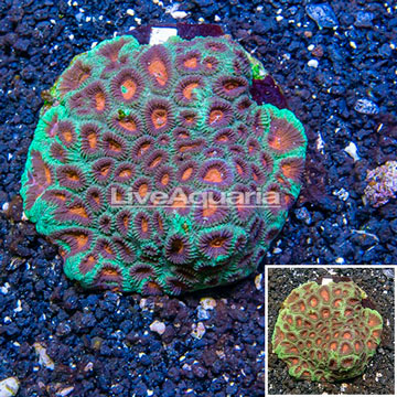 Favia Coral Indonesia