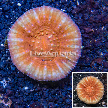 Scolymia Coral Australia