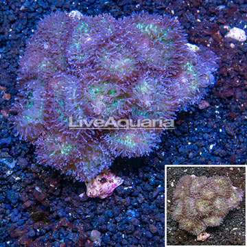 Mushroom Coral Fiji