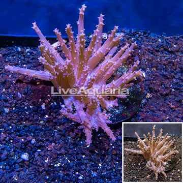 Tree Coral Indonesia