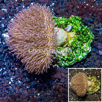 Toadstool Mushroom Leather Coral Indonesia