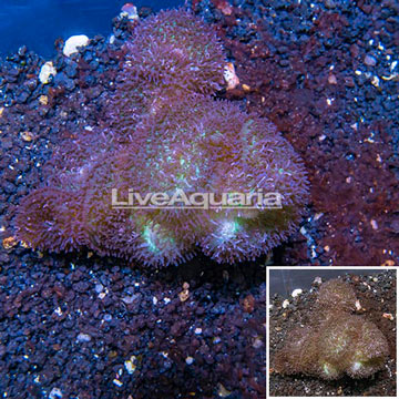 Hairy Mushroom Rock Fiji