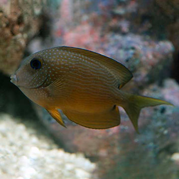 Two Spot Bristletooth Tang