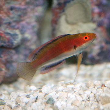 Katherine's Fairy Wrasse