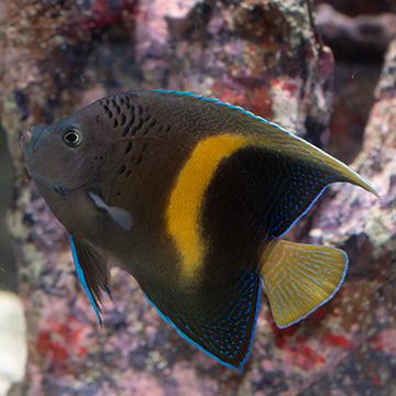 Maculosus Angelfish