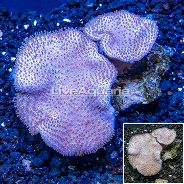 Toadstool Leather Coral Vietnam