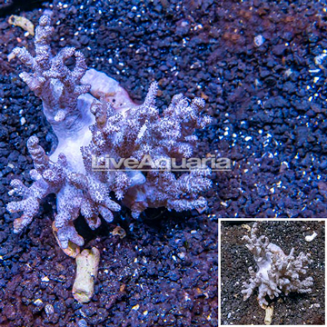 Sinularia Leather Coral Vietnam