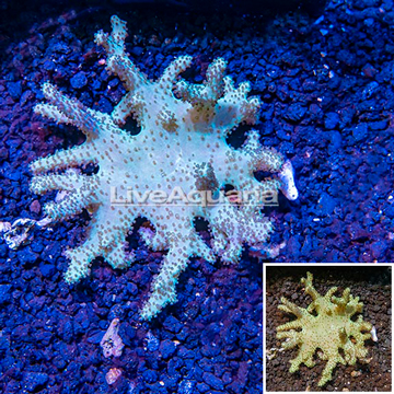 Sinularia Leather Coral Vietnam