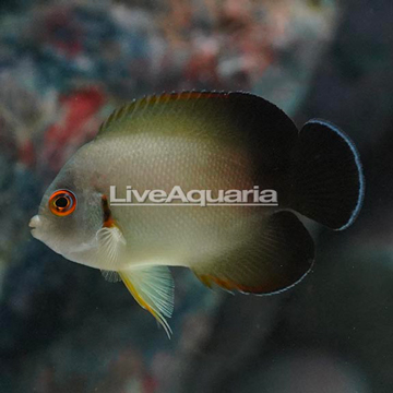 Half Black Angelfish