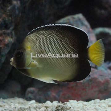 Cream Angelfish