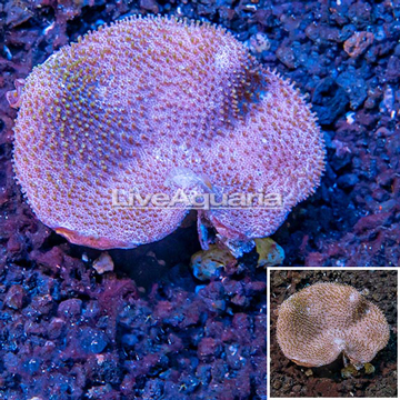 Toadstool Mushroom Leather Coral  Vietnam