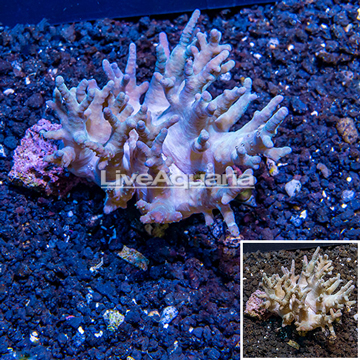 Sinularia Leather Coral Fiji