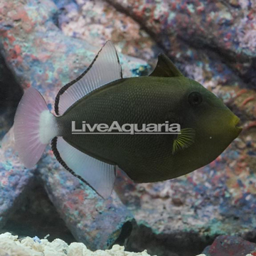 Pinktail Triggerfish