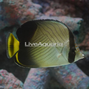 Vagabond Butterflyfish