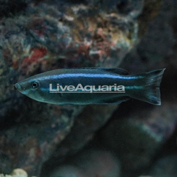 Four Line Cleaner Wrasse EXPERT ONLY