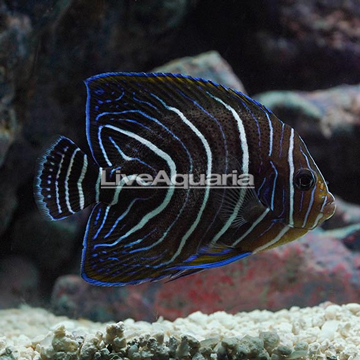 Koran Angelfish