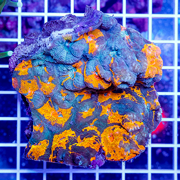 Acan Brain Coral
