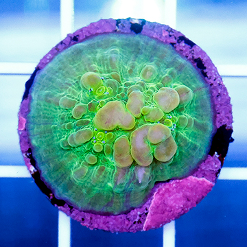 USA Cultured Bounce Chalice Coral