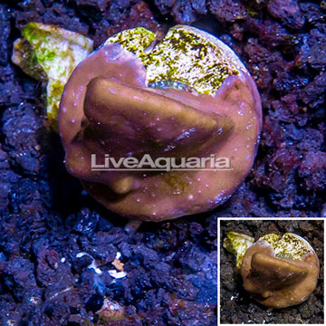 LiveAquaria® Cultured Blue Ridge Coral