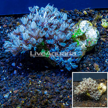 Xenia Coral Indonesia