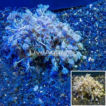 Xenia Coral Indonesia