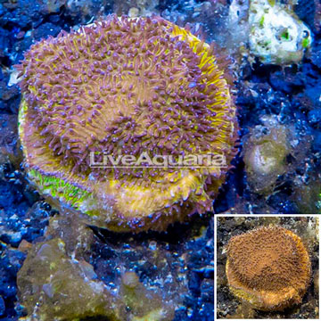 LiveAquaria® Cultured Leptoseris Coral