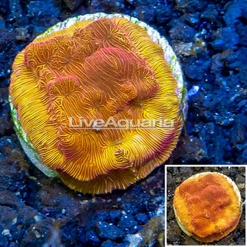 LiveAquaria® Lunar Leptoseris Coral