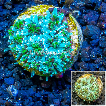 LiveAquaria® Cultured Galaxea Coral 