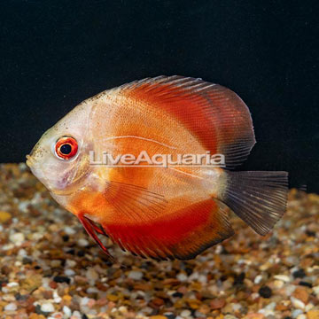 Red Marlboro Discus