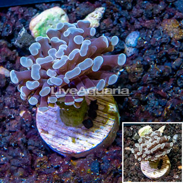 LiveAquaria® Cultured Hammer Coral