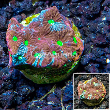 LiveAquaria® Cultured War Coral 