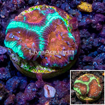 LiveAquaria® Cultured Favia Coral