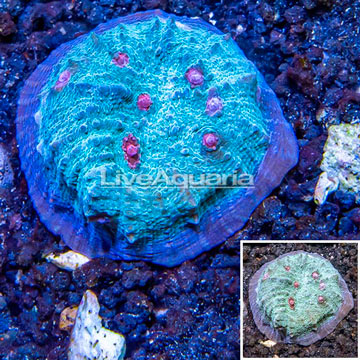 LiveAquaria® Ultra Chalice Coral