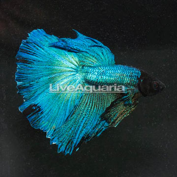 Halfmoon Betta, Male