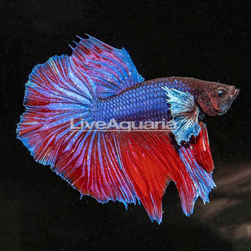 Dumbo Ear Halfmoon Betta, Male 