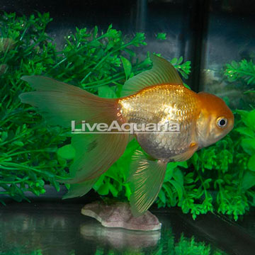 Gold Oranda Goldfish