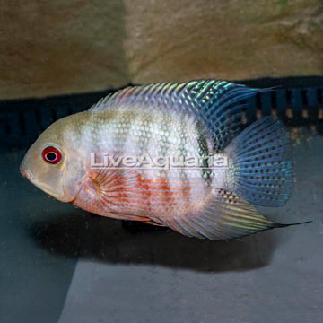 Tiger Curare Severum