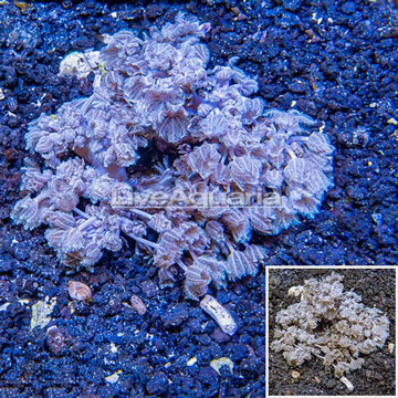 Xenia Coral Indonesia