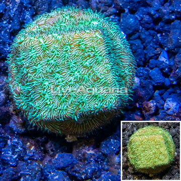 LiveAquaria® Cultured Leptoseris Coral