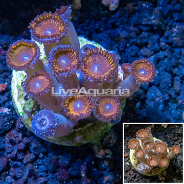 Zoanthus Coral Indonesia